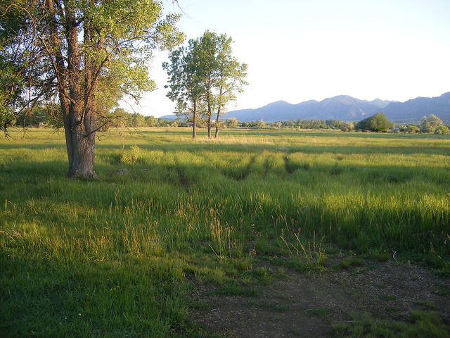 Broad view of the floodplain landscape. The creek is the line of forest in the background.