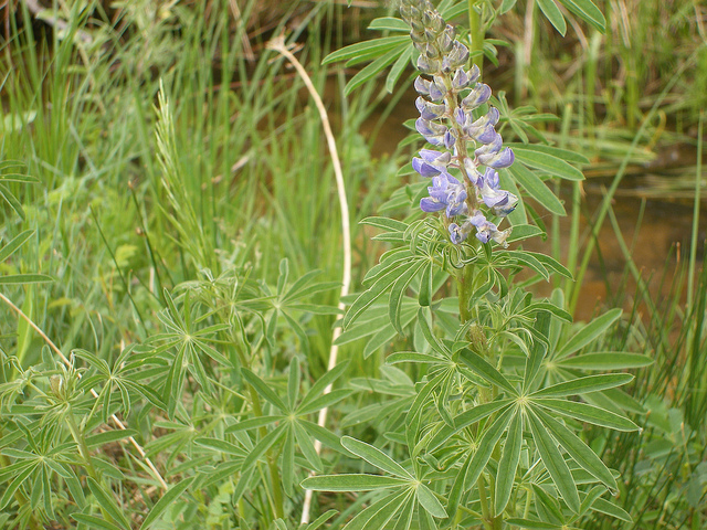 Gorgeous N-fixing Lupine