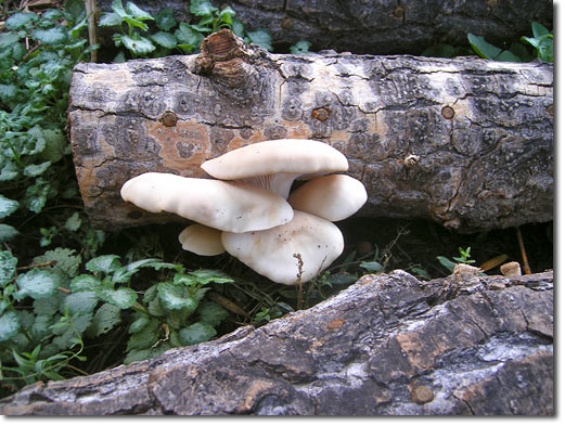 The humble oyster mushroom