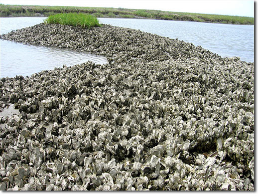 Oyster Reef