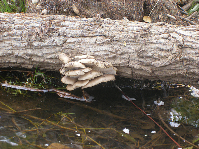 Oyster Mushroom shelf on cottonwood log hanging over water. Indicated by debris on the mushrooms the water level fluctuates for periods of submersion and subsequent fruiting, a nice natural design that could be mimicked.