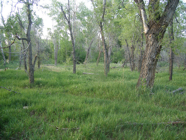 Park-like woodland of Narrow Leaf Cottonwood. There are at least five Asparagus clumps in the foreground though they are nearly impossible to photograph well. Apple trees in far background.